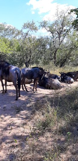 Kruger National Park South Accommodation at Magani Ridge | Viya