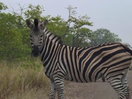 Kruger To Canyons Accommodation at Mountain View Safari Lodge | Viya