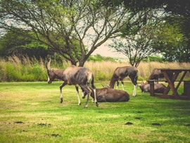 Limpopo Accommodation at Grincourt Nature Reserve | Viya