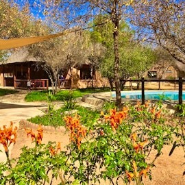 Dinokeng Game Reserve Accommodation at Golden Impalas Bush Resort | Viya