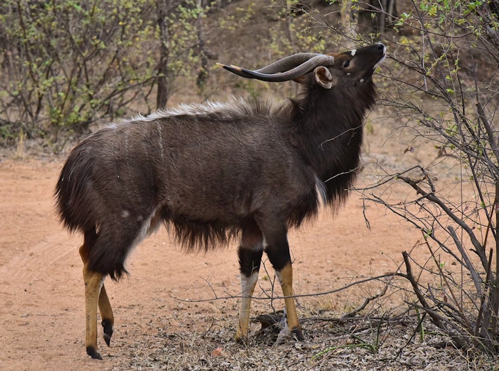 Limpopo Accommodation at Leeupoort Galago Rest | Viya