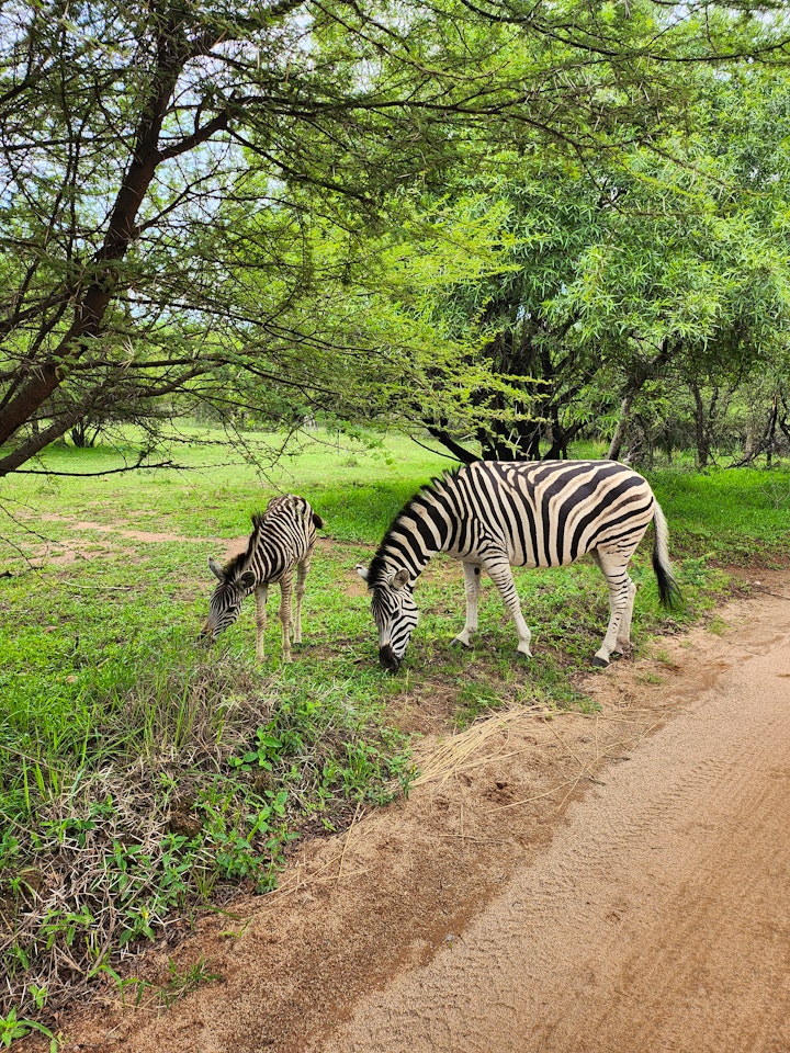 Limpopo Accommodation at Tarentaal Nes | Viya