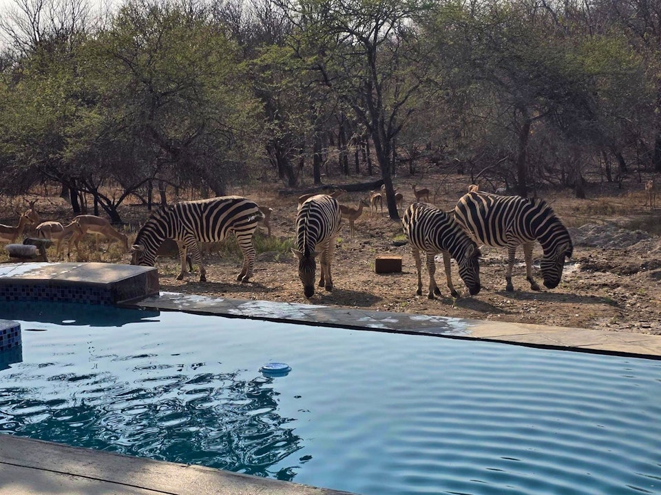 Kruger National Park South Accommodation at  | Viya