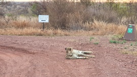 Dinokeng Game Reserve Accommodation at Mooiplasie Bush Camp | Viya