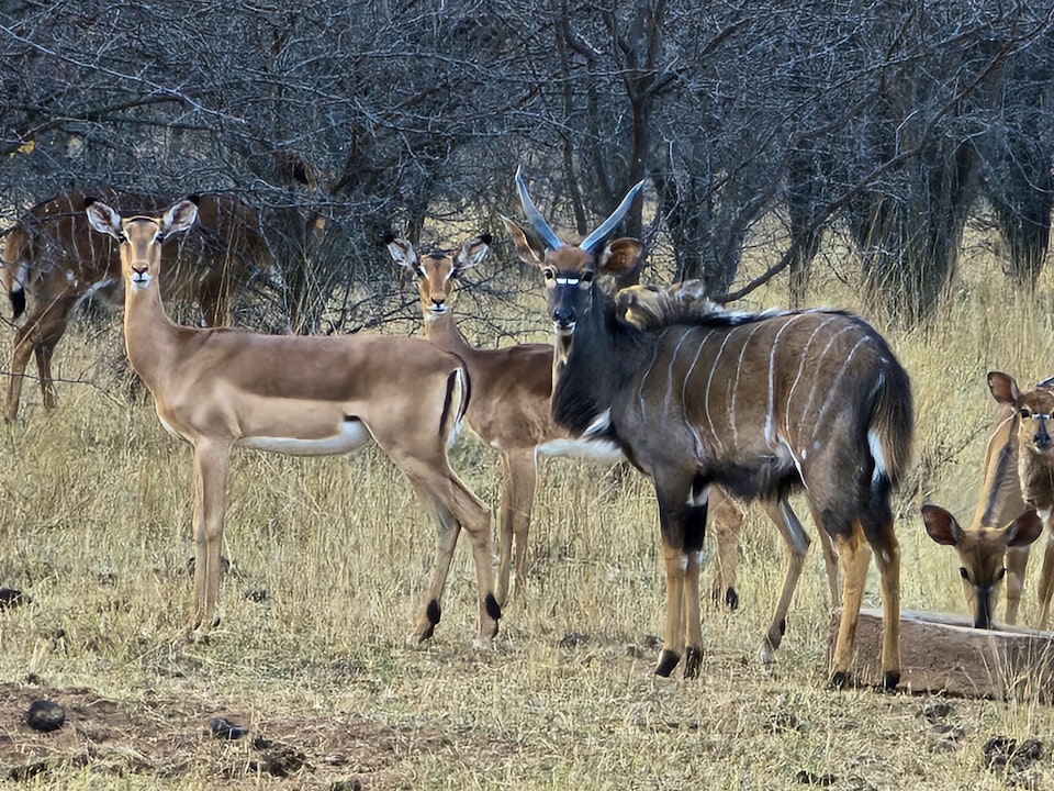 Waterberg Accommodation at  | Viya