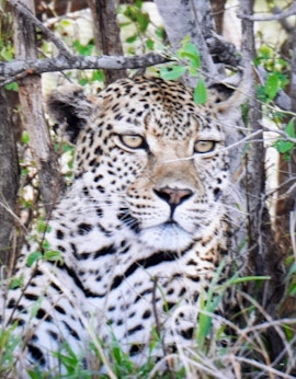 Kruger National Park South Accommodation at Lion's Call | Viya