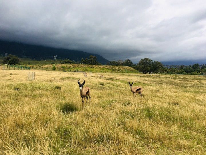 Western Cape Accommodation at Witzenberg Guest Farm | Viya