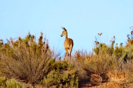 Western Cape Accommodation at Roggevlei Farmhouse | Viya