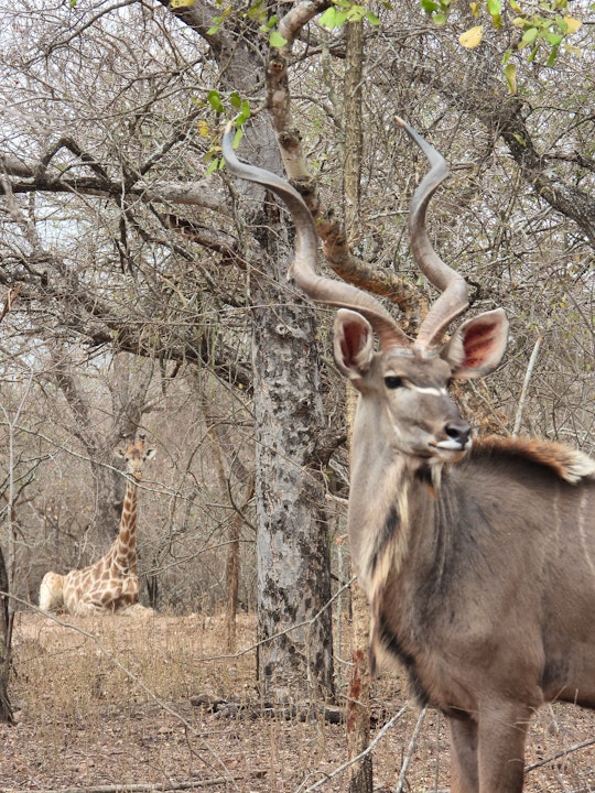 Kruger National Park South Accommodation at  | Viya