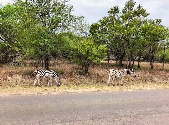 Kruger National Park South Accommodation at  | Viya