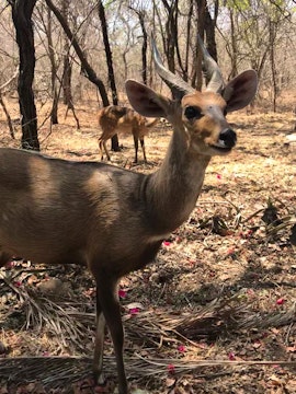 Kruger National Park South Accommodation at Galago's Nest Bush Chalets | Viya