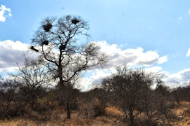 Kruger To Canyons Accommodation at Bush Babies Camp | Viya