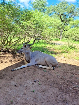 Kruger National Park South Accommodation at Bosbok Rus | Viya