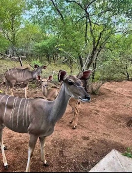 Kruger National Park South Accommodation at Inyati Guest House | Viya