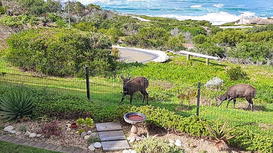 Mossel Bay Accommodation at  | Viya