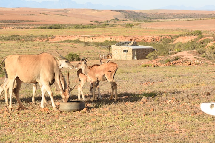 Overberg Accommodation at Aloe Canyons Guestfarm | Viya