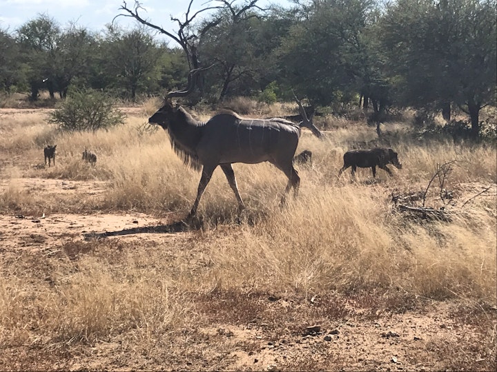 Kruger To Canyons Accommodation at Leadwood Tree Safari Lodge | Viya