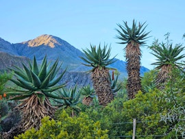 Garden Route Accommodation at Swartberg Wilds | Viya