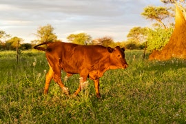 Namibia Accommodation at Farmstay Okakeua | Viya