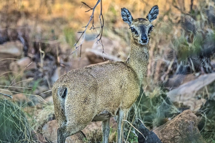 Limpopo Accommodation at Warthog Lodge – Mabalingwe Nature Reserve | Viya