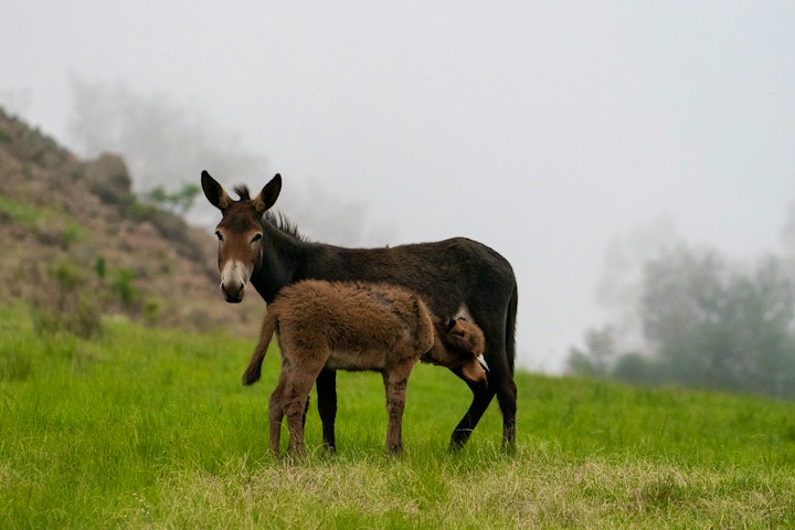 Mpumalanga Accommodation at Elandskloof Forel Plaas | Viya