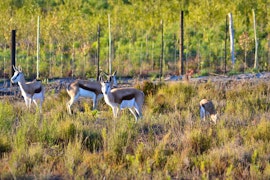 Overberg Accommodation at Otium Oasis | Viya