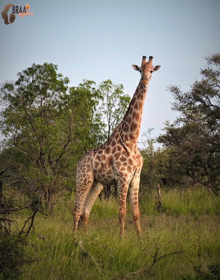 Limpopo Accommodation at Braai Safaris Lodge | Viya