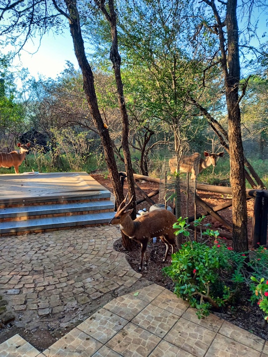 Kruger National Park South Accommodation at  | Viya