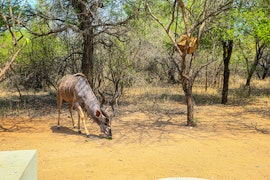 Kruger National Park South Accommodation at  | Viya