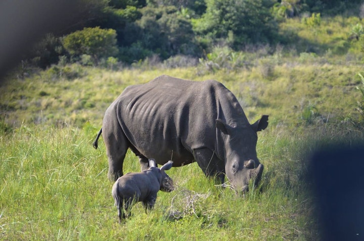 KwaZulu-Natal Accommodation at Whalesong Guest House | Viya