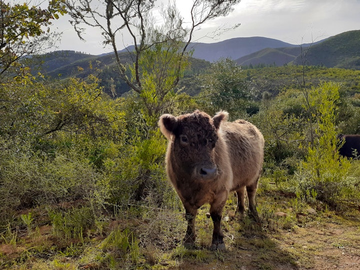 Western Cape Accommodation at Assegai Rest | Viya