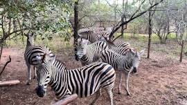 Kruger National Park South Accommodation at  | Viya