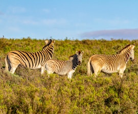 Western Cape Accommodation at Melozhori Private Game Reserve Cottage | Viya