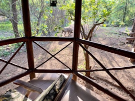 Kruger National Park South Accommodation at  | Viya