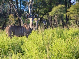 Limpopo Accommodation at Newburg Lodge & Luxury Bush Tents | Viya