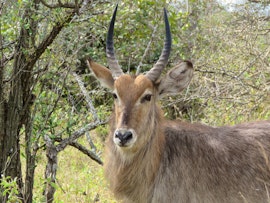 Kruger To Canyons Accommodation at  | Viya