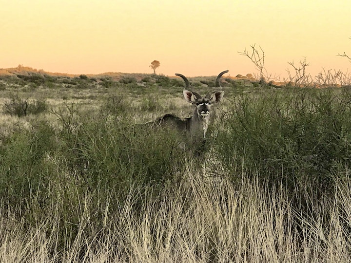 Northern Cape Accommodation at Kgalagadi Lifestyle Lodge | Viya