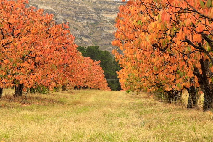 Free State Accommodation at Welgelegen Cherry Estate | Viya