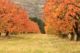 Free State Accommodation at Welgelegen Cherry Estate | Viya