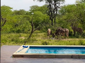 Limpopo Accommodation at Duiker Lodge, Ditholo Wildlife Estate | Viya