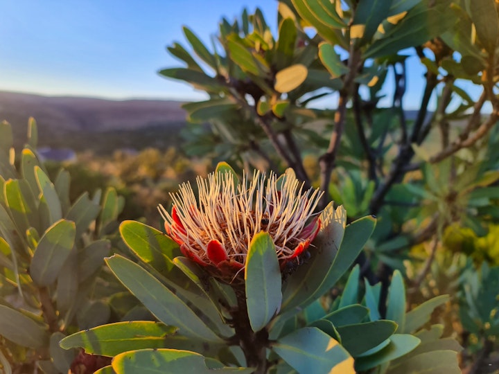 North West Accommodation at Nare Bush Cabin | Viya