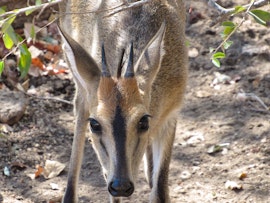 Kruger National Park South Accommodation at Villa de Leeu | Viya