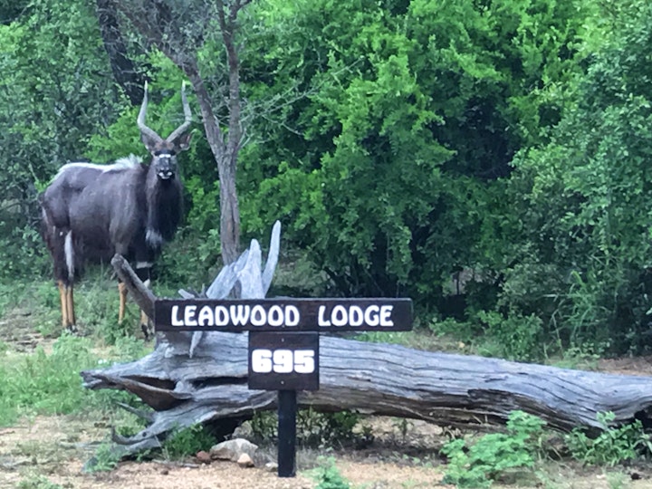 Mpumalanga Accommodation at Leadwood Tree Safari Lodge | Viya