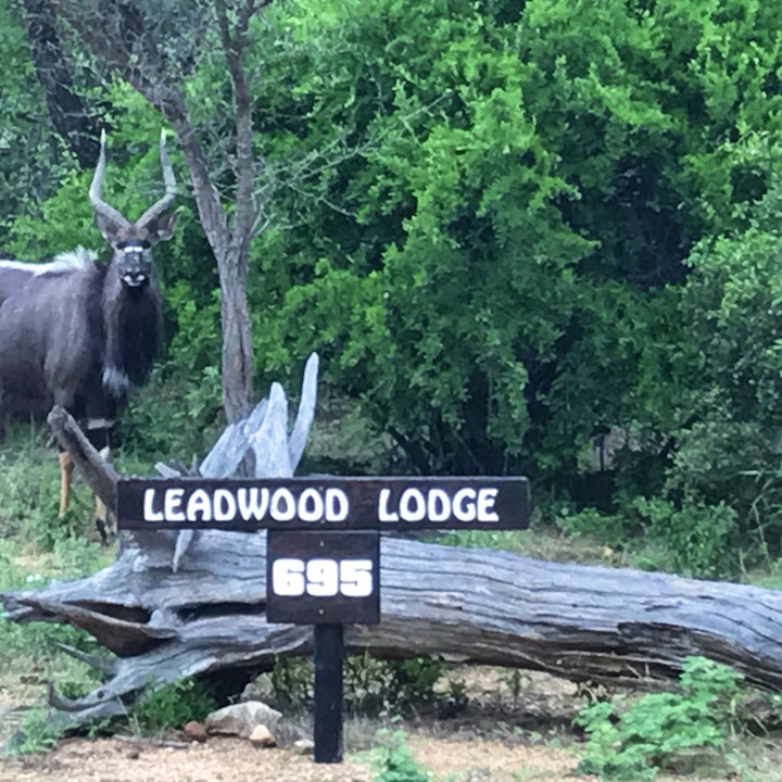 Limpopo Accommodation at Leadwood Tree Safari Lodge | Viya