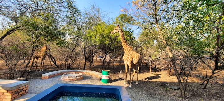 Mpumalanga Accommodation at Bird Paradise | Viya