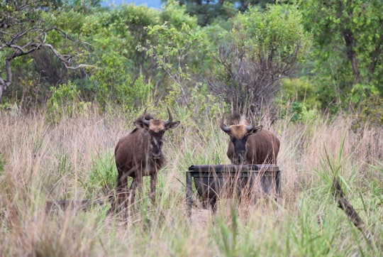 Waterberg Accommodation at  | Viya