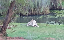 Dinokeng Game Reserve Accommodation at Mooiplasie Bush Camp | Viya