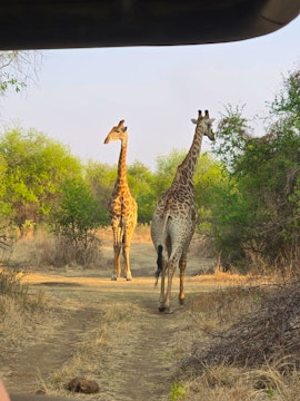 Dinokeng Game Reserve Accommodation at Cikeru Bush Camp - Meerkat | Viya