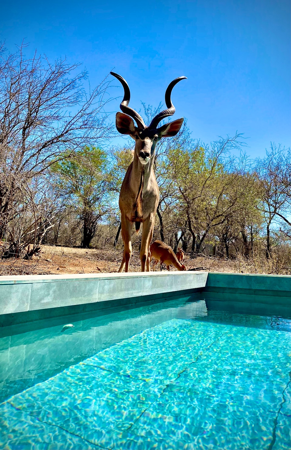 Kruger National Park South Accommodation at  | Viya