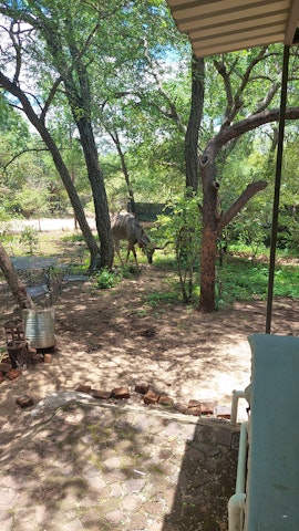 Kruger National Park South Accommodation at  | Viya